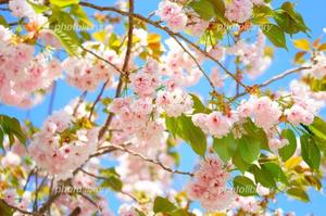 小栗彩矢の写メ日記|ローテンブルク 吉原高級店ソープ