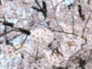 きいの写メ日記｜トリプルA 吉原高級店ソープ