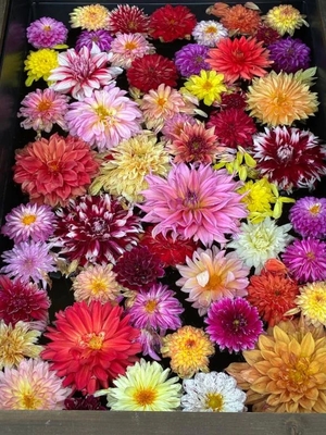 こころの写メ日記｜トリプルA 吉原高級店ソープ