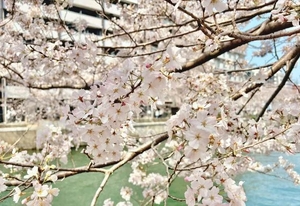 ななの写メ日記｜トリプルA 吉原高級店ソープ