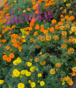 シルクの写メ日記|シーザースパレス 吉原大衆店ソープ