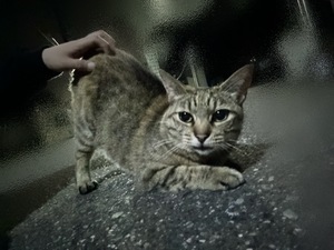 涼子の写メ日記｜シャトーペトラ 吉原大衆店ソープ