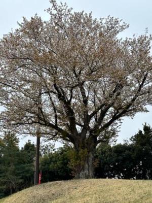 黒木の写メ日記｜シャトーペトラ 吉原大衆店ソープ