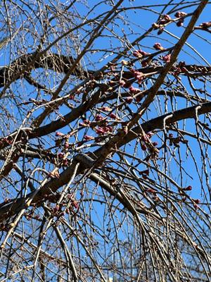 黒木の写メ日記｜シャトーペトラ 吉原大衆店ソープ