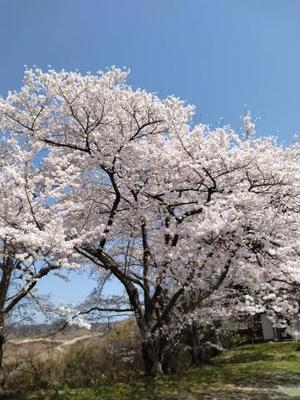 美花の写メ日記｜シャトーペトラ 吉原大衆店ソープ