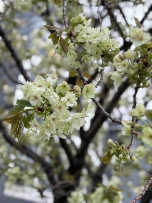 進藤の写メ日記｜シャトーペトラ 吉原大衆店ソープ