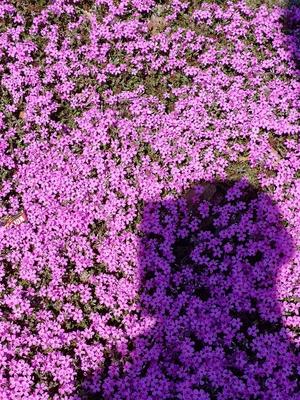 藤咲の写メ日記|シャトーペトラ 吉原大衆店ソープ