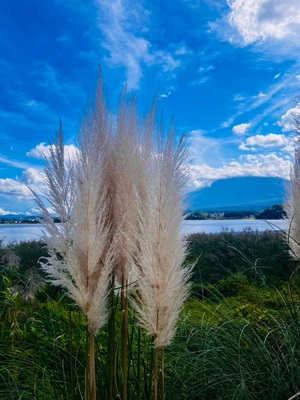 沙織の写メ日記｜シャトーペトラ 吉原大衆店ソープ