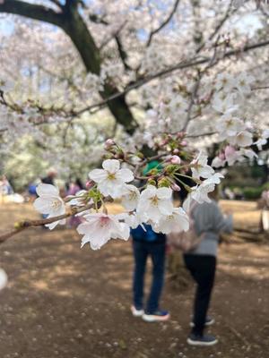 茜の写メ日記｜シャトーペトラ 吉原大衆店ソープ