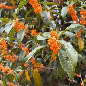 りんごの写メ日記｜クラブ貴公子 吉原大衆店ソープ