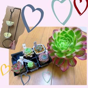 るりの写メ日記｜クラブ貴公子 吉原大衆店ソープ