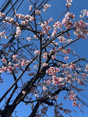 えりかの写メ日記｜クラブ貴公子 吉原大衆店ソープ