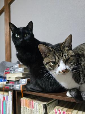 おとはの写メ日記｜クラブ貴公子 吉原大衆店ソープ