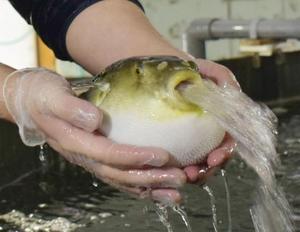 カヲルの写メ日記｜クラブ貴公子 吉原大衆店ソープ