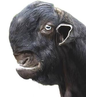 カヲルの写メ日記｜クラブ貴公子 吉原大衆店ソープ