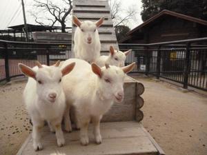 カヲルの写メ日記｜クラブ貴公子 吉原大衆店ソープ