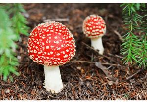 カヲルの写メ日記｜クラブ貴公子 吉原大衆店ソープ