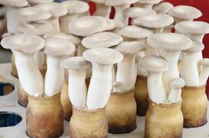 カヲルの写メ日記｜クラブ貴公子 吉原大衆店ソープ