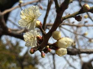 瑞穂の写メ日記｜クラブ貴公子 吉原大衆店ソープ