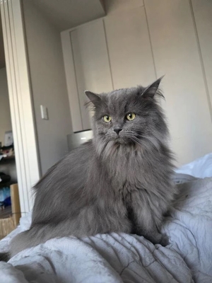 まなの写メ日記｜コルドンブルー 吉原高級店ソープ