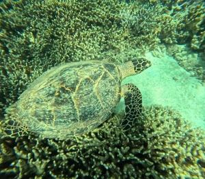 つばきの写メ日記｜コルドンブルー 吉原高級店ソープ