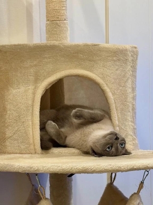 つばきの写メ日記｜コルドンブルー 吉原高級店ソープ