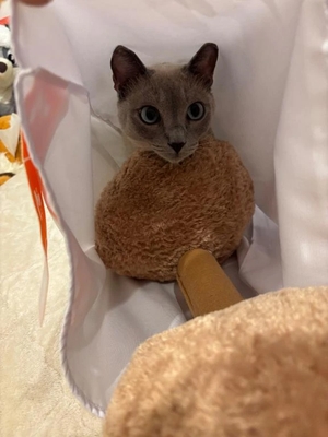 つばきの写メ日記｜コルドンブルー 吉原高級店ソープ