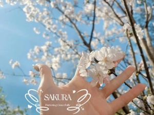 さくらの写メ日記｜コルドンブルー 吉原高級店ソープ