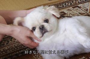 みれいの写メ日記｜コルドンブルー 吉原高級店ソープ