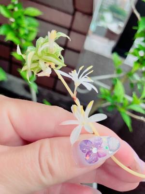 一ノ瀬　あやこの写メ日記｜エル・カーヒル 秘密の刻 川崎高級店ソープ