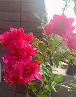 一ノ瀬　あやこの写メ日記｜エル・カーヒル 秘密の刻 吉原高級店ソープ