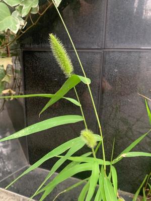 一ノ瀬　あやこの写メ日記｜エル・カーヒル 秘密の刻 川崎高級店ソープ