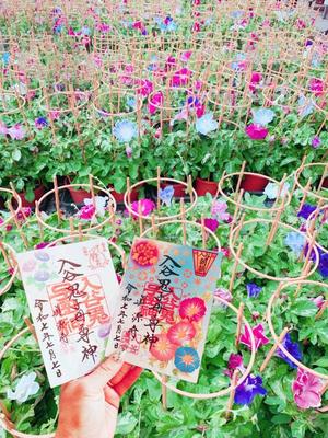 一ノ瀬　あやこの写メ日記｜エル・カーヒル 秘密の刻 吉原高級店ソープ