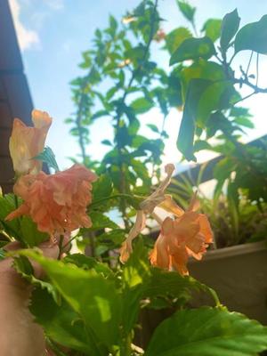 一ノ瀬　あやこの写メ日記｜エル・カーヒル 秘密の刻 吉原高級店ソープ