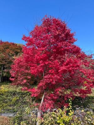 天使　つむぎの写メ日記｜エル・カーヒル 秘密の刻 川崎高級店ソープ