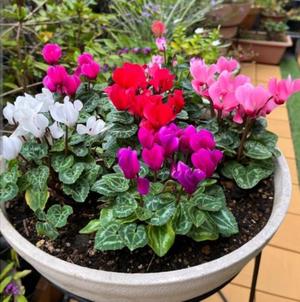 冴島 れいかの写メ日記|エル・カーヒル 秘密の刻 吉原高級店ソープ