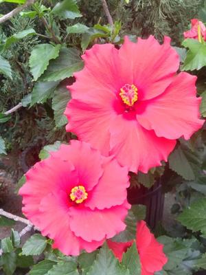 篠田 まやの写メ日記|エル・カーヒル 秘密の刻 吉原高級店ソープ