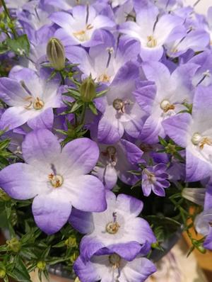 篠田　まやの写メ日記｜エル・カーヒル 秘密の刻 吉原高級店ソープ