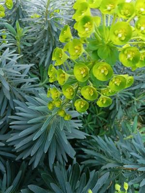 篠田　まやの写メ日記｜エル・カーヒル 秘密の刻 吉原高級店ソープ