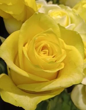 篠田　まやの写メ日記｜エル・カーヒル 秘密の刻 吉原高級店ソープ