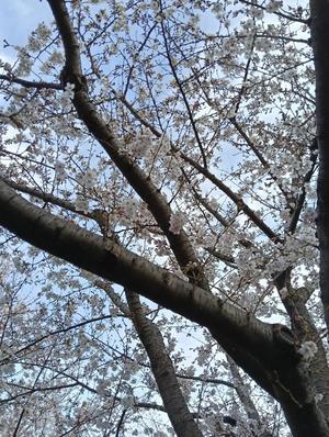 篠田　まやの写メ日記｜エル・カーヒル 秘密の刻 川崎高級店ソープ