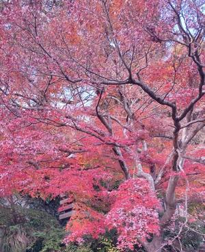 藤森　なおの写メ日記｜エル・カーヒル 秘密の刻 吉原高級店ソープ