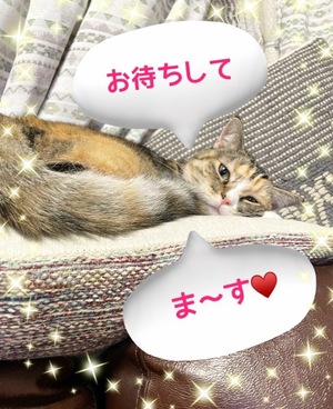 Chiaki Arimaの写メ日記｜エレガント 川崎高級店ソープ