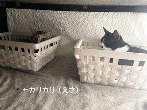 Chiaki Arimaの写メ日記｜エレガント 吉原高級店ソープ