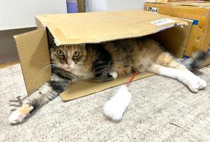 Chiaki Arimaの写メ日記｜エレガント 吉原高級店ソープ