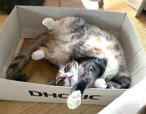 Chiaki Arimaの写メ日記｜エレガント 吉原高級店ソープ