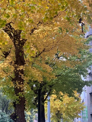 Ichika Amaneの写メ日記｜エレガント 吉原高級店ソープ