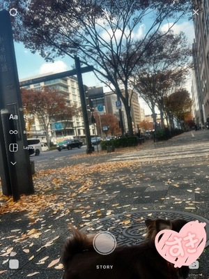 Ichika Amaneの写メ日記｜エレガント 吉原高級店ソープ