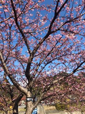 Yu Shiraneの写メ日記｜エレガント 吉原高級店ソープ