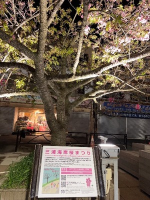 Yu Shiraneの写メ日記｜エレガント 吉原高級店ソープ